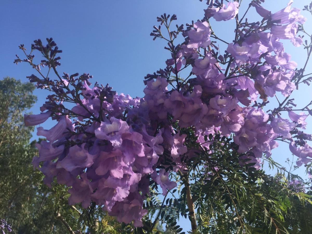 הוילה אלנקר Mountview מראה חיצוני תמונה